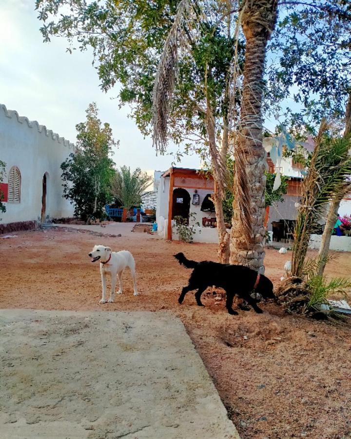 Nook Pansiyon Dahab Dış mekan fotoğraf